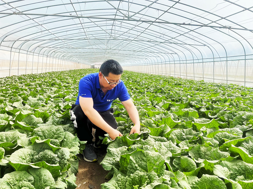 1680000941-赵海文正在种植基地跟踪娃娃菜长势（5版）.jpg